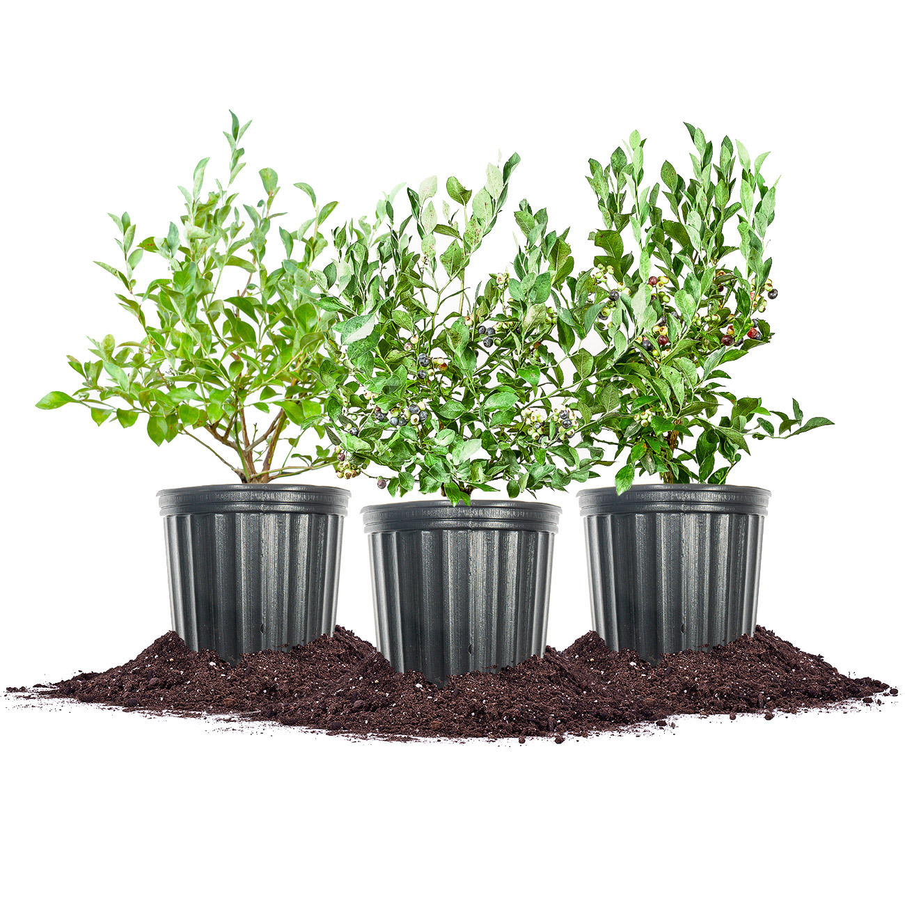 Berry Bush Collection  3-pack