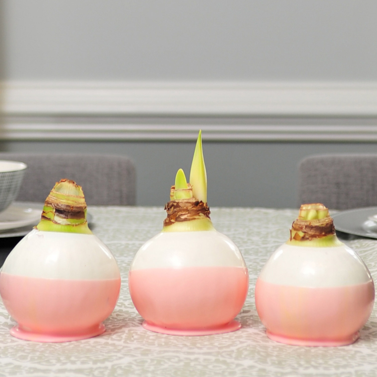 Bloomaker Double Valentine Waxed Amaryllis Trio, No Water Needed
