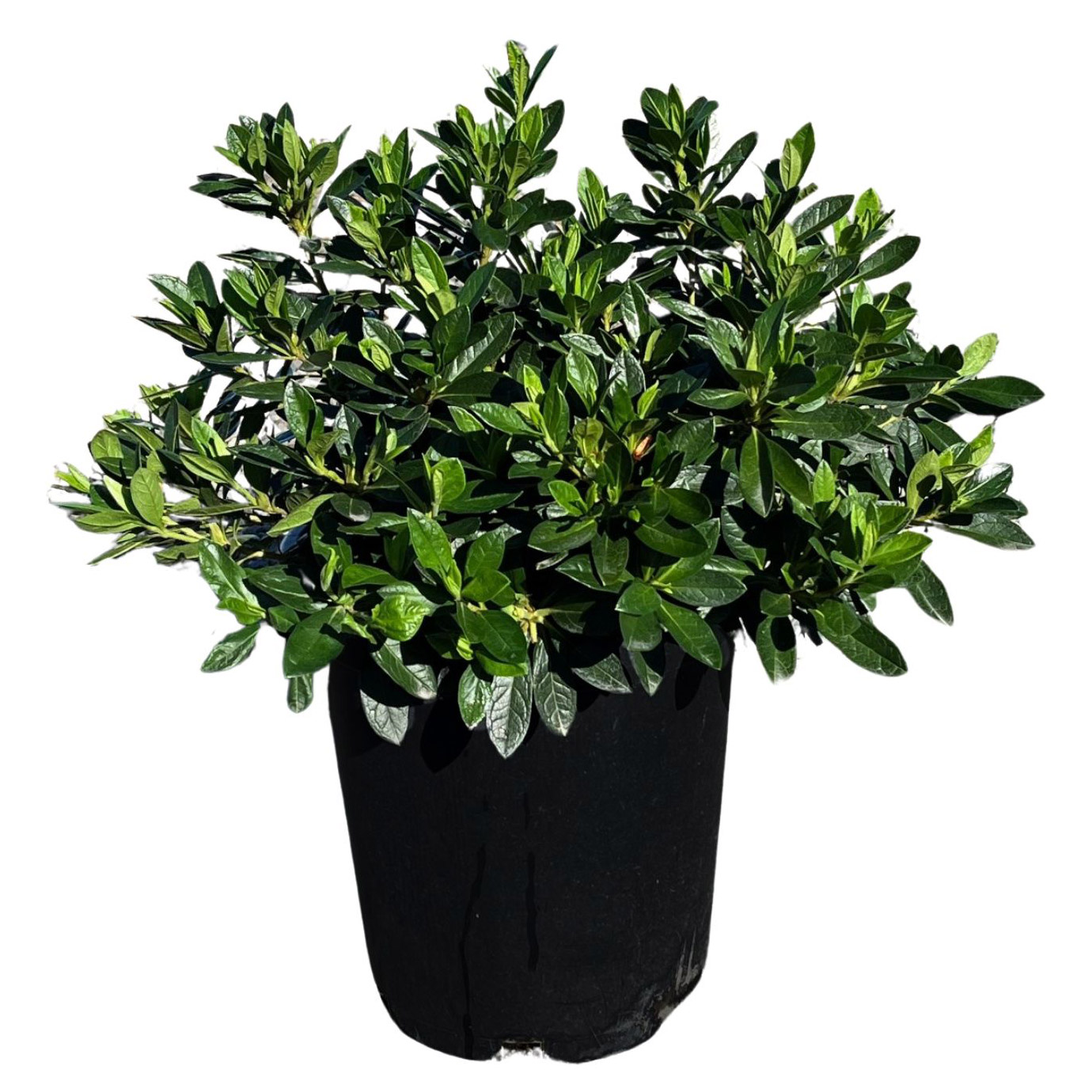 Shrubs For Patio Containers