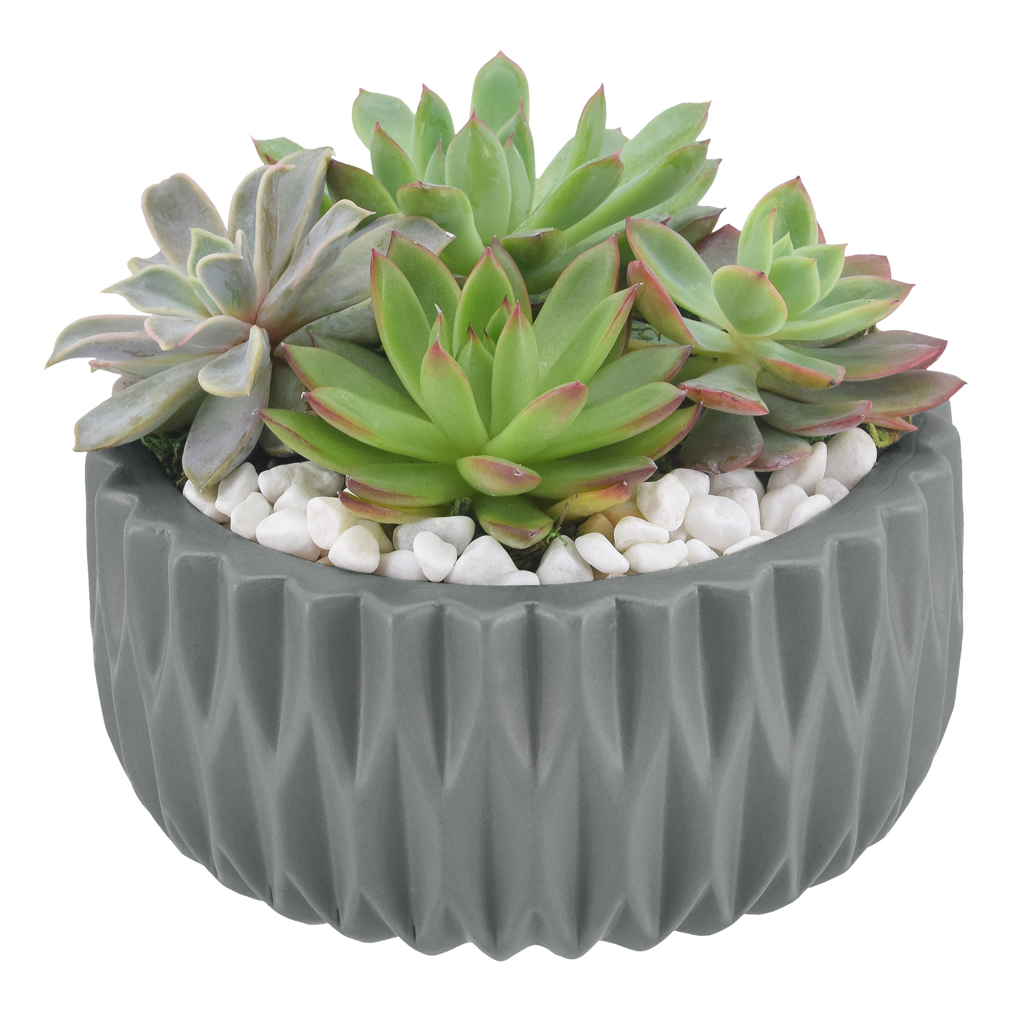 多肉植物全書 All about SUCCULENTS 多肉植物全書 All about SUCCULENTS : パワポン・スパナンタナー