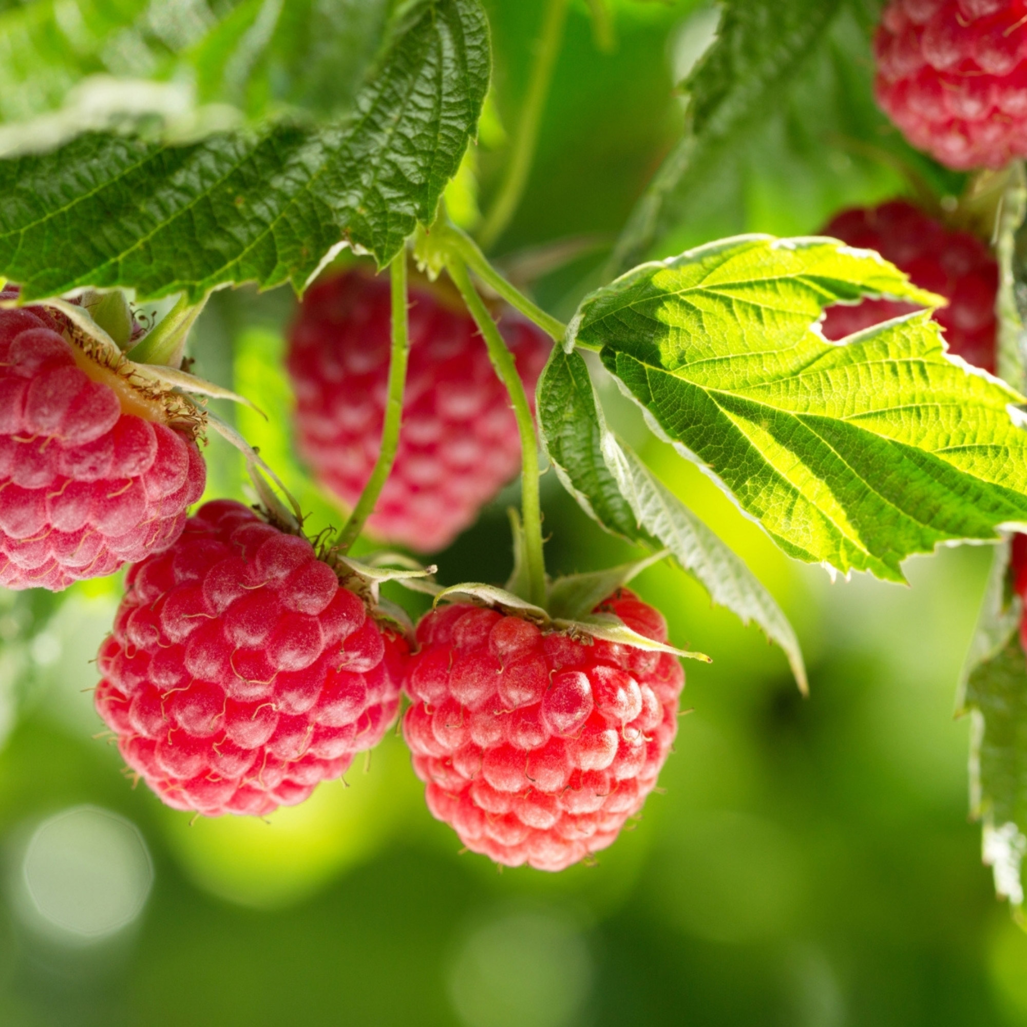 Enlarge Product Preview 3