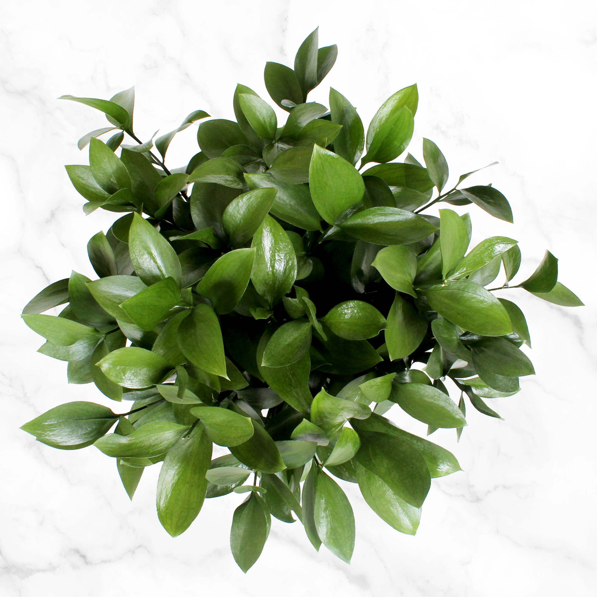 Enlarge Product Preview 5