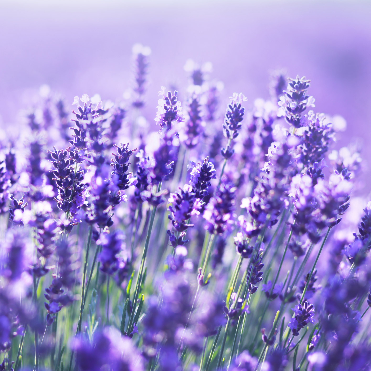 Enlarge Product Preview 2