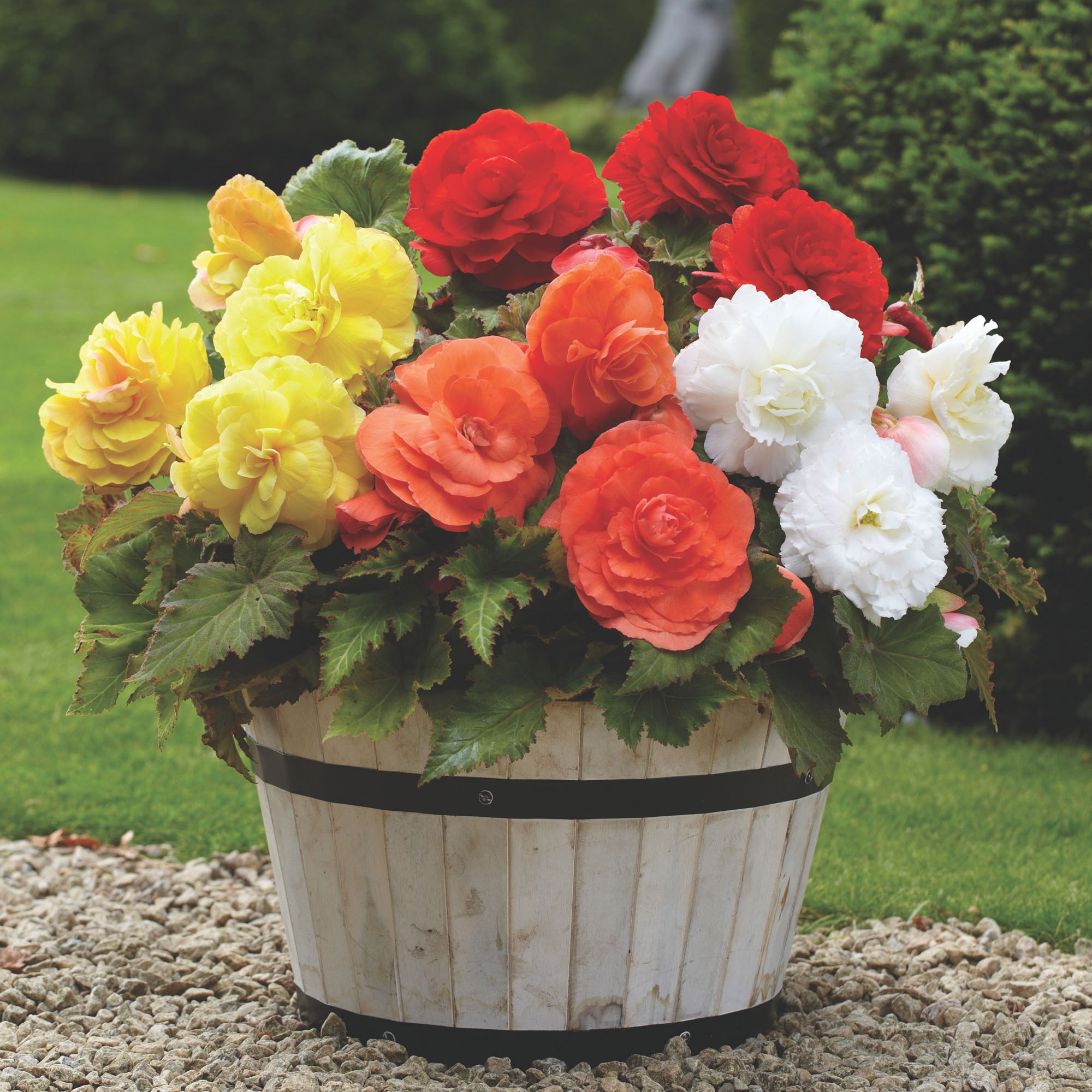Longfield Gardens Shade Loving Container Collection
