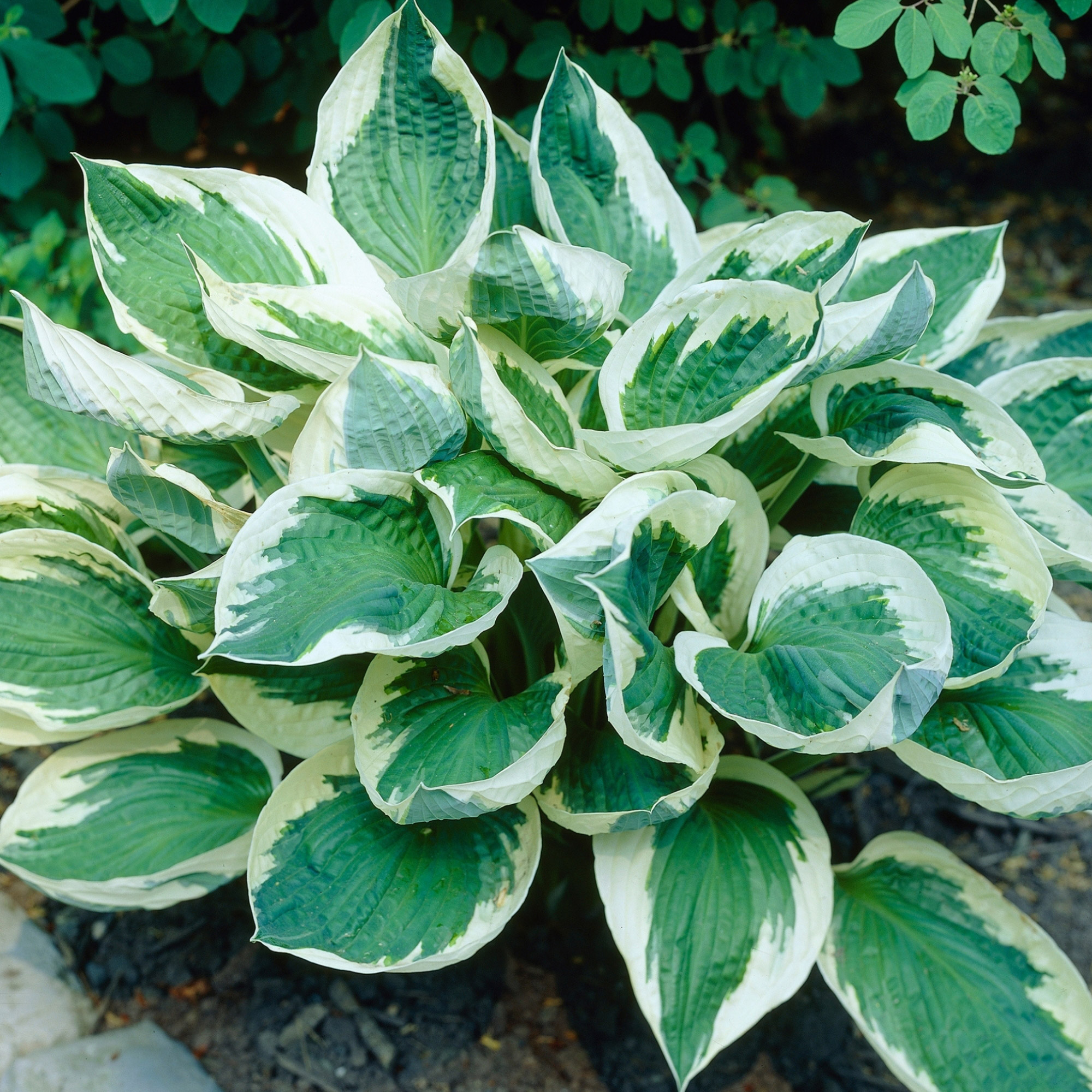 Enlarge Product Preview 5