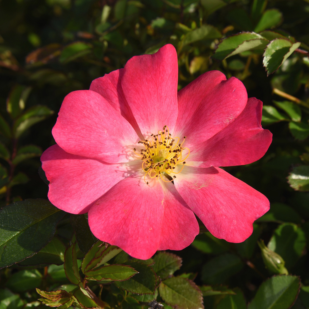 Enlarge Product Preview 2