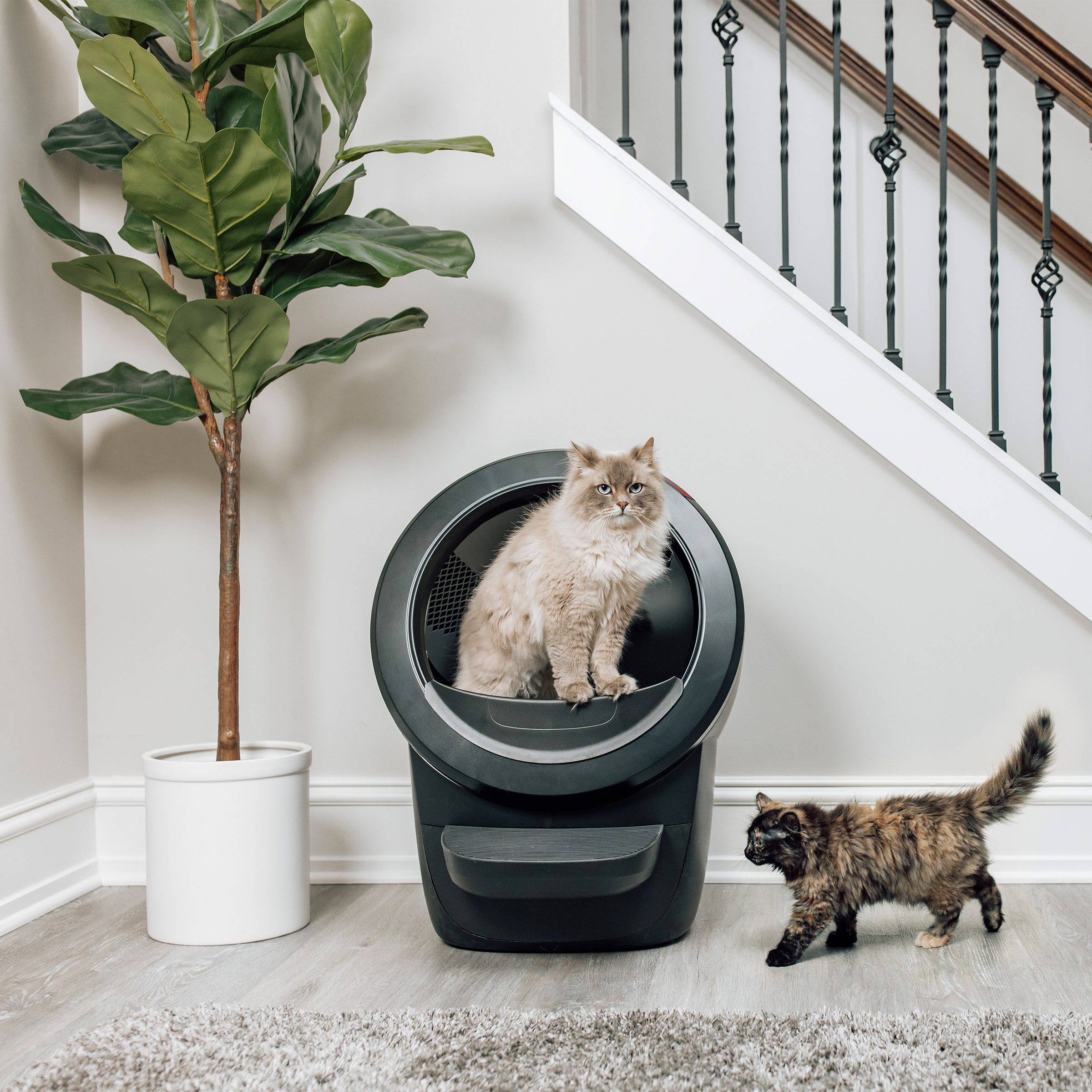 Cat Faeces Cleaning Cat Poop Changing A Litter Box While Pregnant