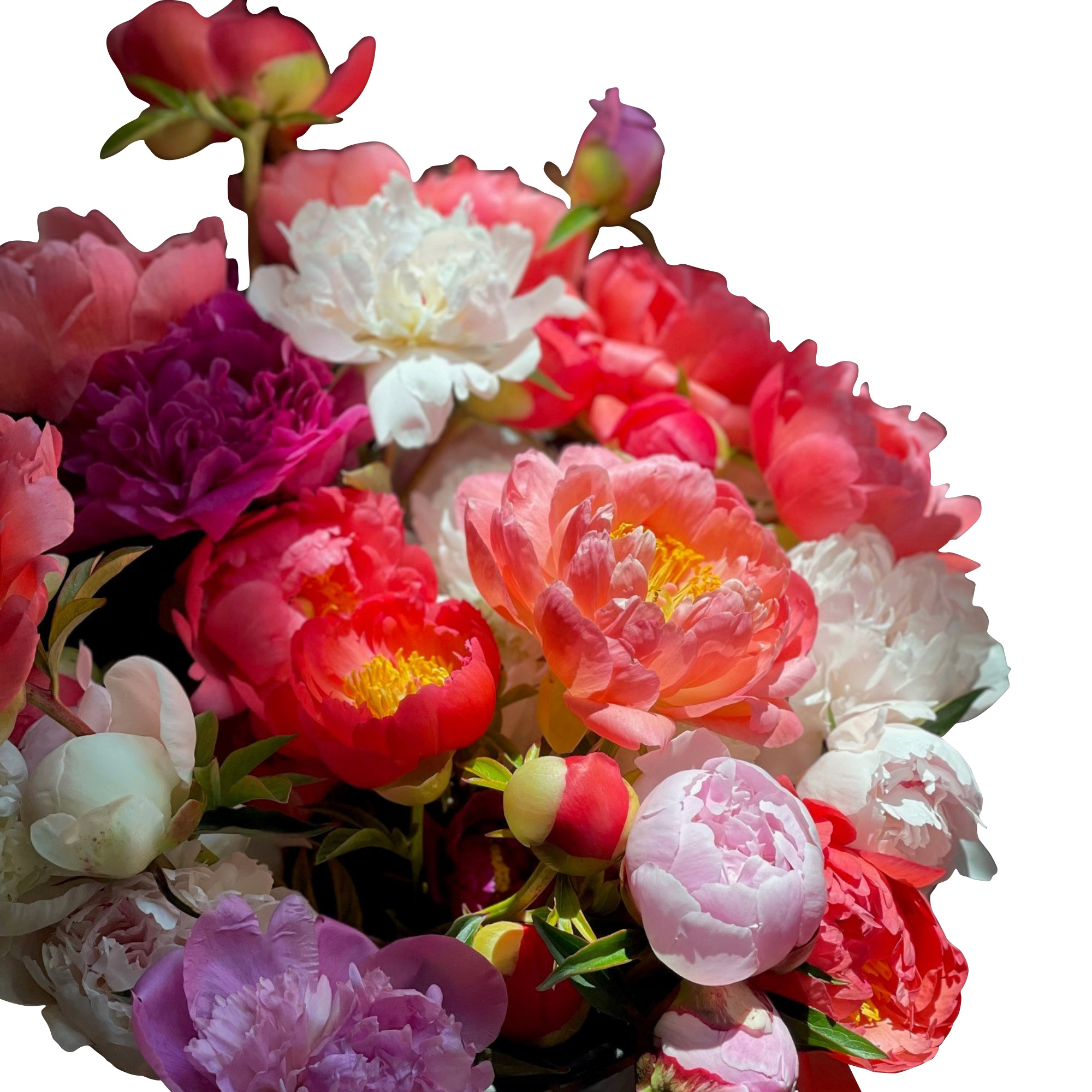 peony様　リピオーダーカゴ Alder & Oak Peony 'Kansas' | Costco