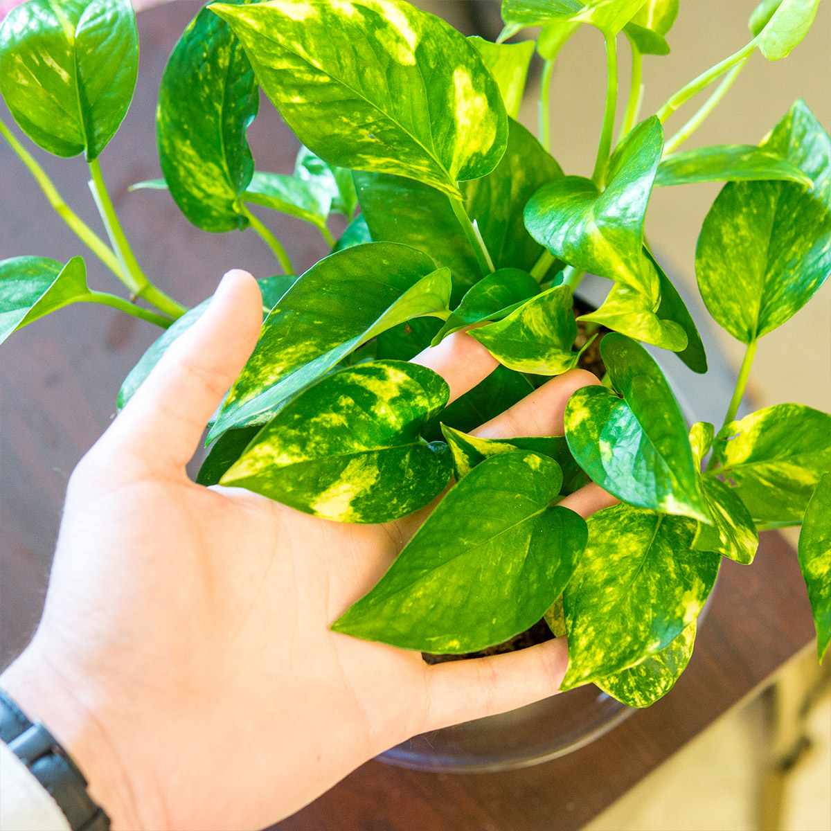 Perfect Plants Pothos, 2-pack | Costco
