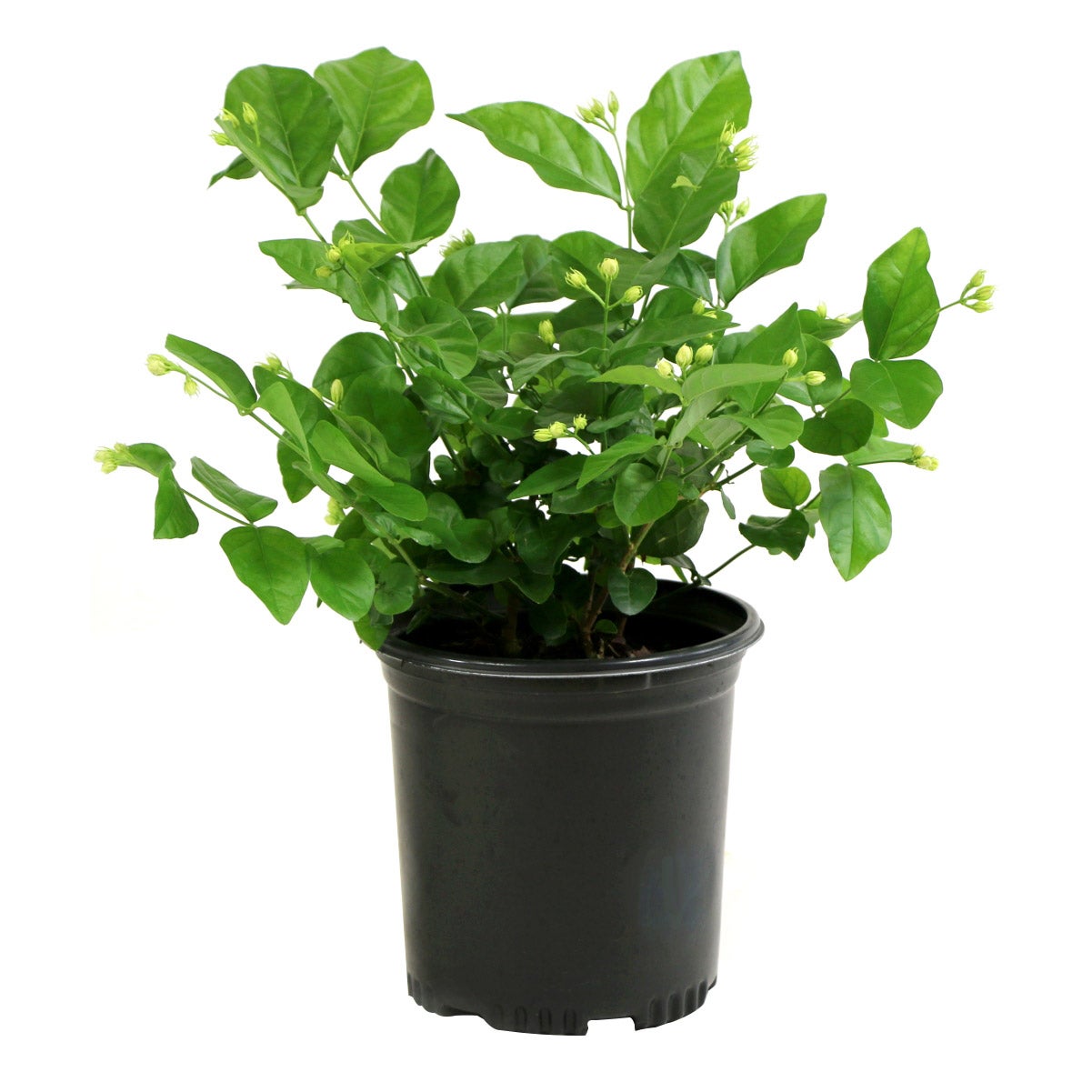 Houseplant Collectors Edition | Costco