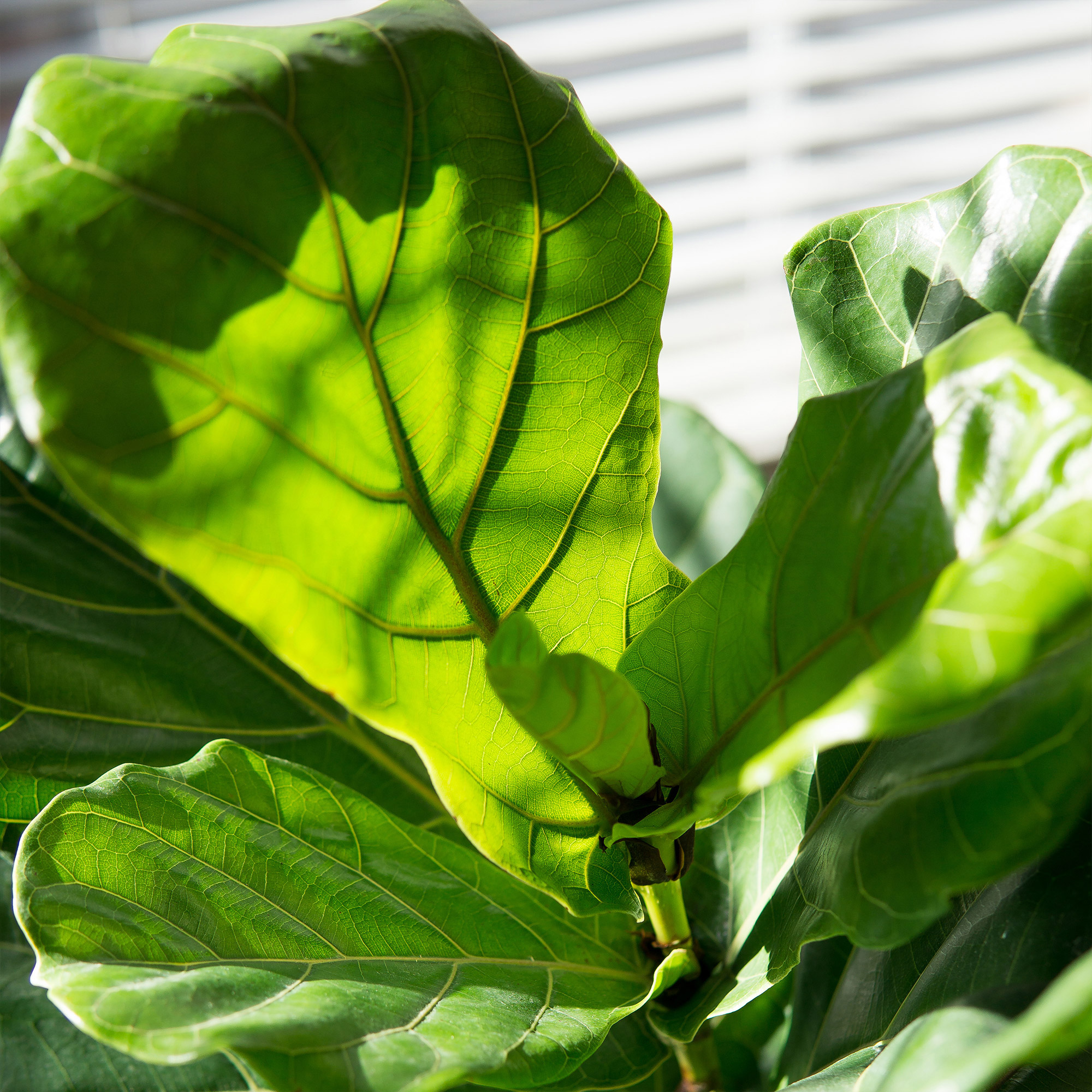 Enlarge Product Preview 5