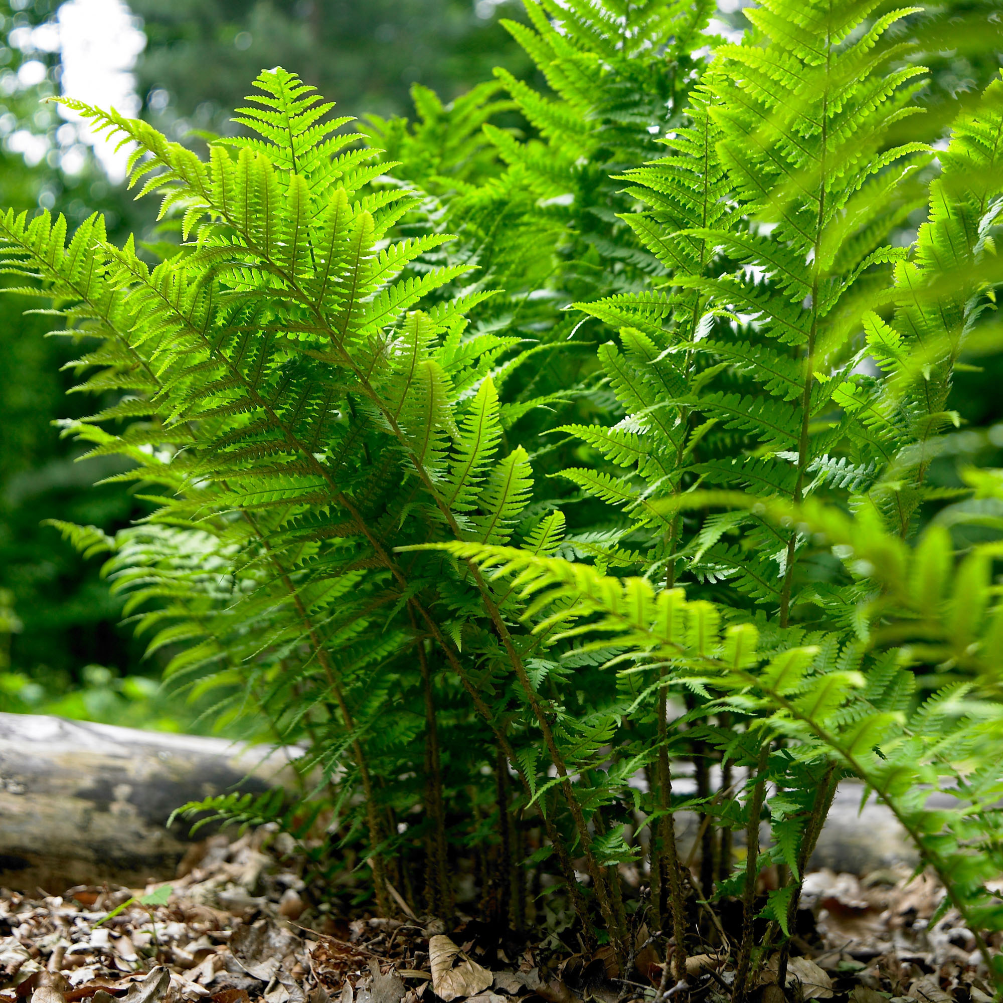 Enlarge Product Preview 4 Successfully Enriched by automation Job.