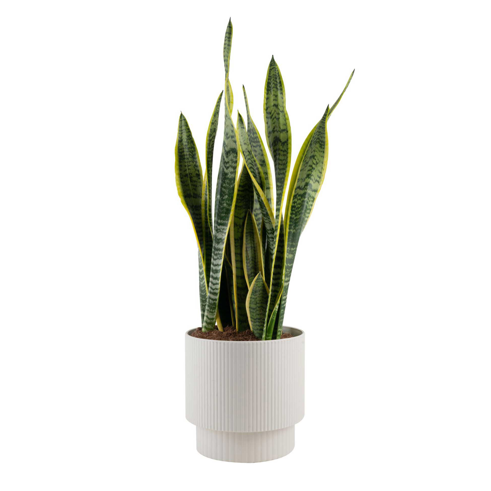 Costa Farms Sansevieria  Snake Plant Houseplant in Decor Planter