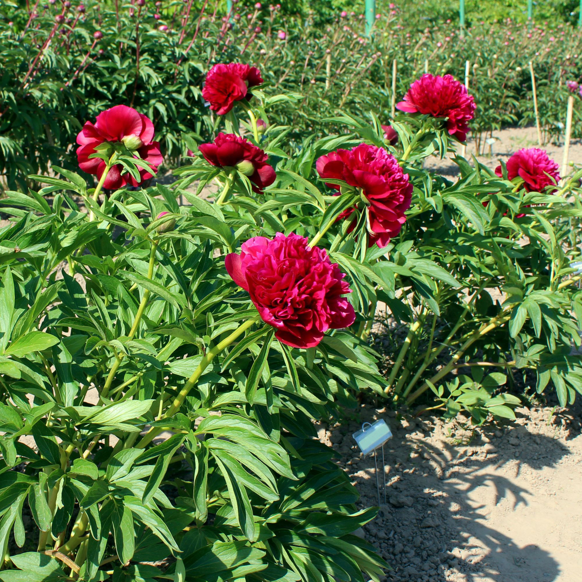 peony様　リピオーダーカゴ Alder & Oak Peony 'Kansas' | Costco
