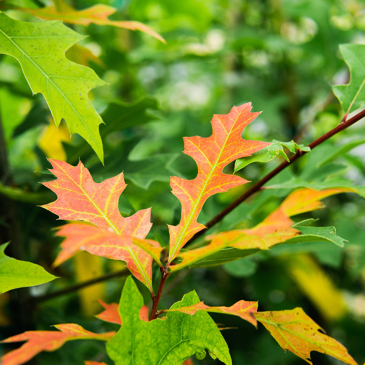 Enlarge Product Preview 2