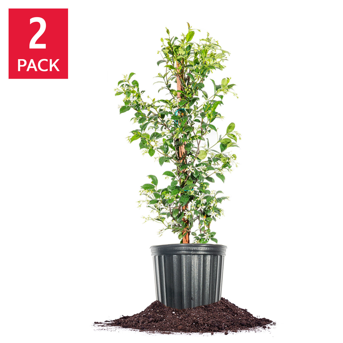 Star Jasmine Flowering Plant 3 Gallon, 2-pack | Costco