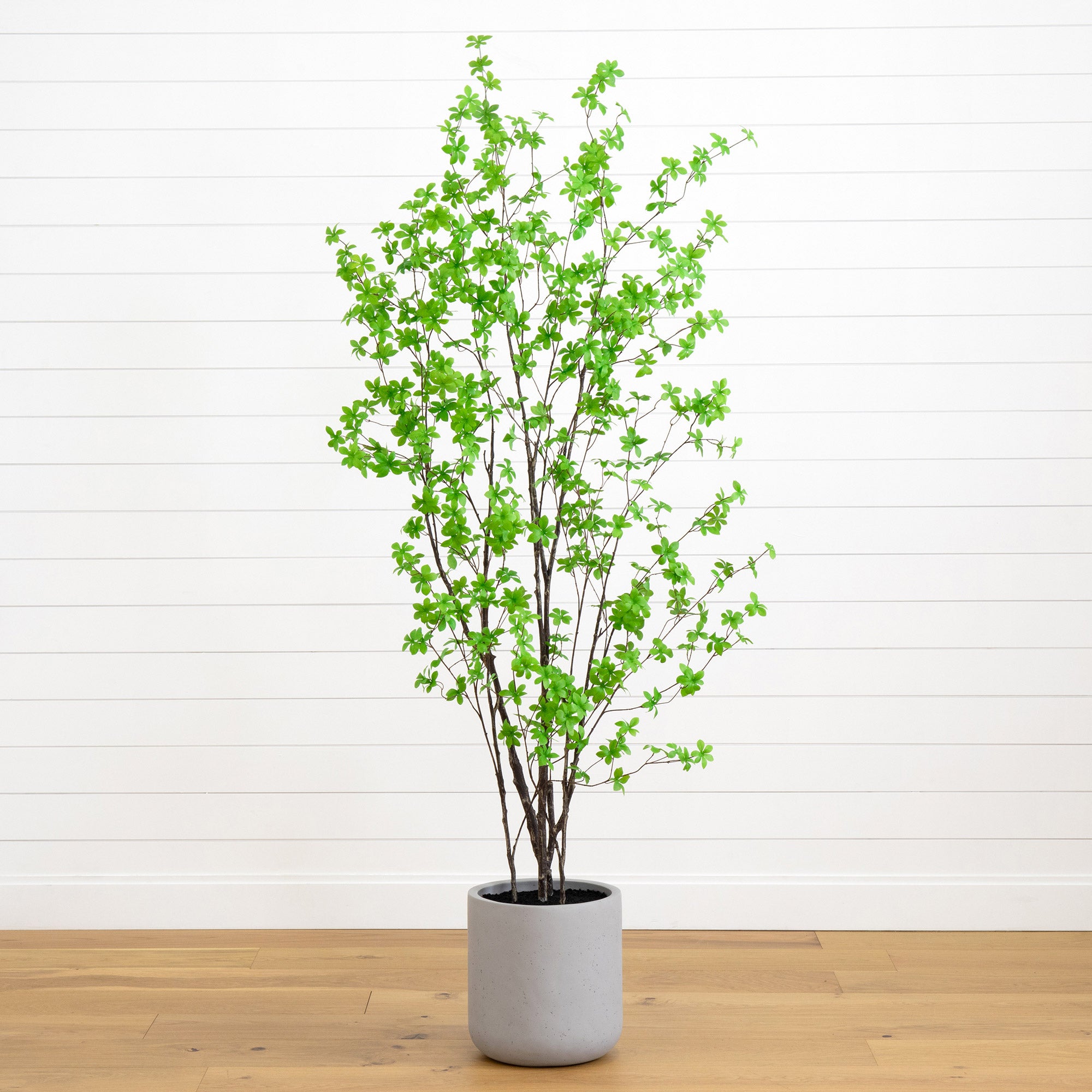 フィカス・ウンベラータ 150cm 8号 S-shaped tree form 観葉植物