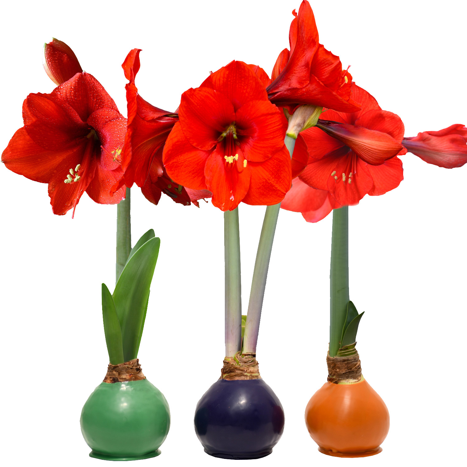 Enlarge Product Preview 2