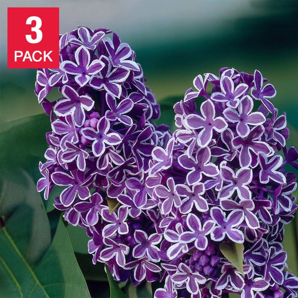 Longfield Gardens Lilac's | Costco Longfield Gardens Lilac's | Costco