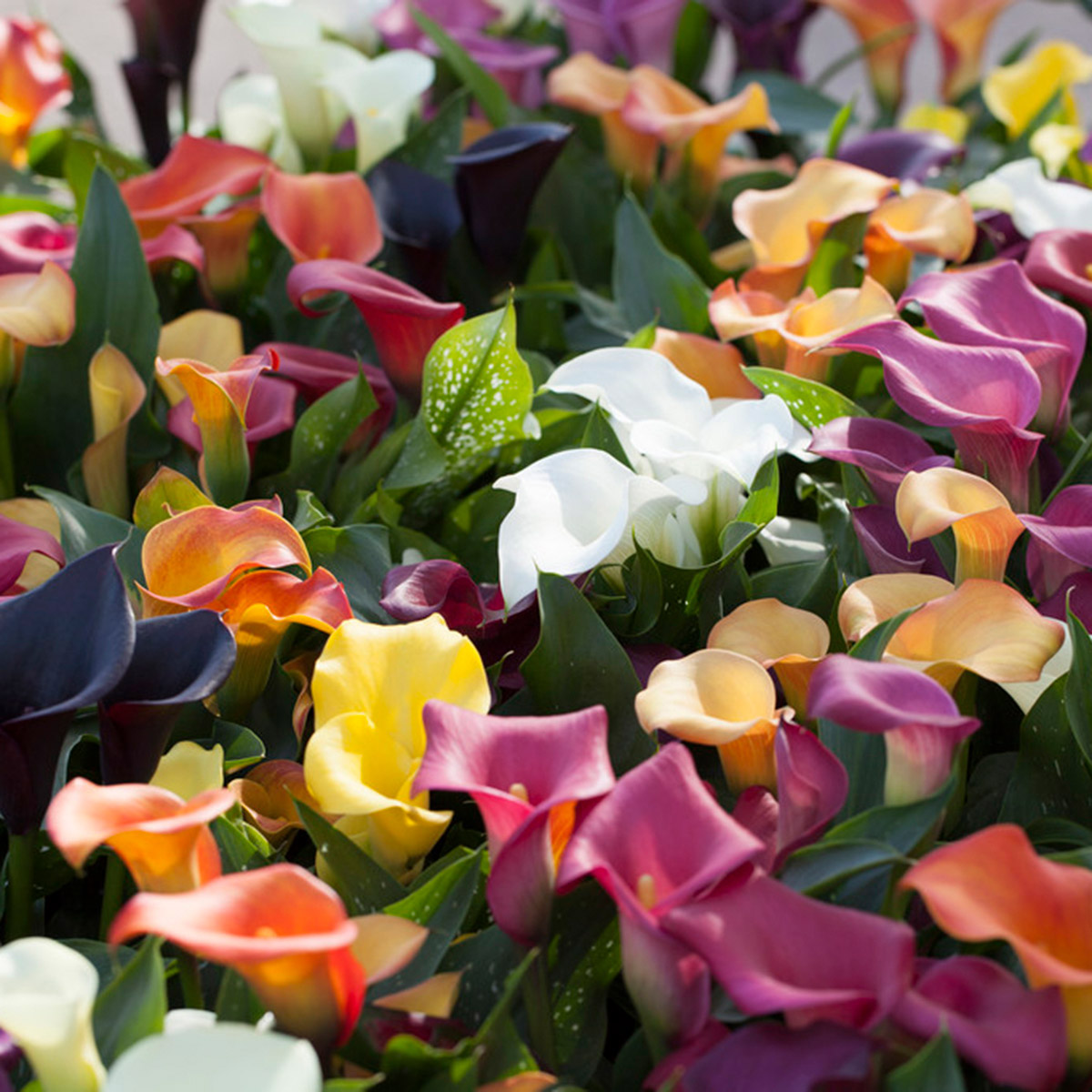 Van Zyverden Lily Bulbs | Costco