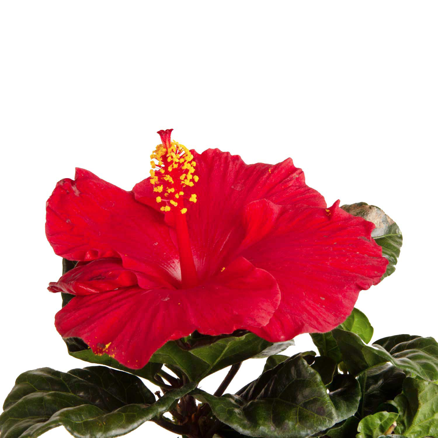 Enlarge Product Preview 2 Successfully Enriched by automation Job.