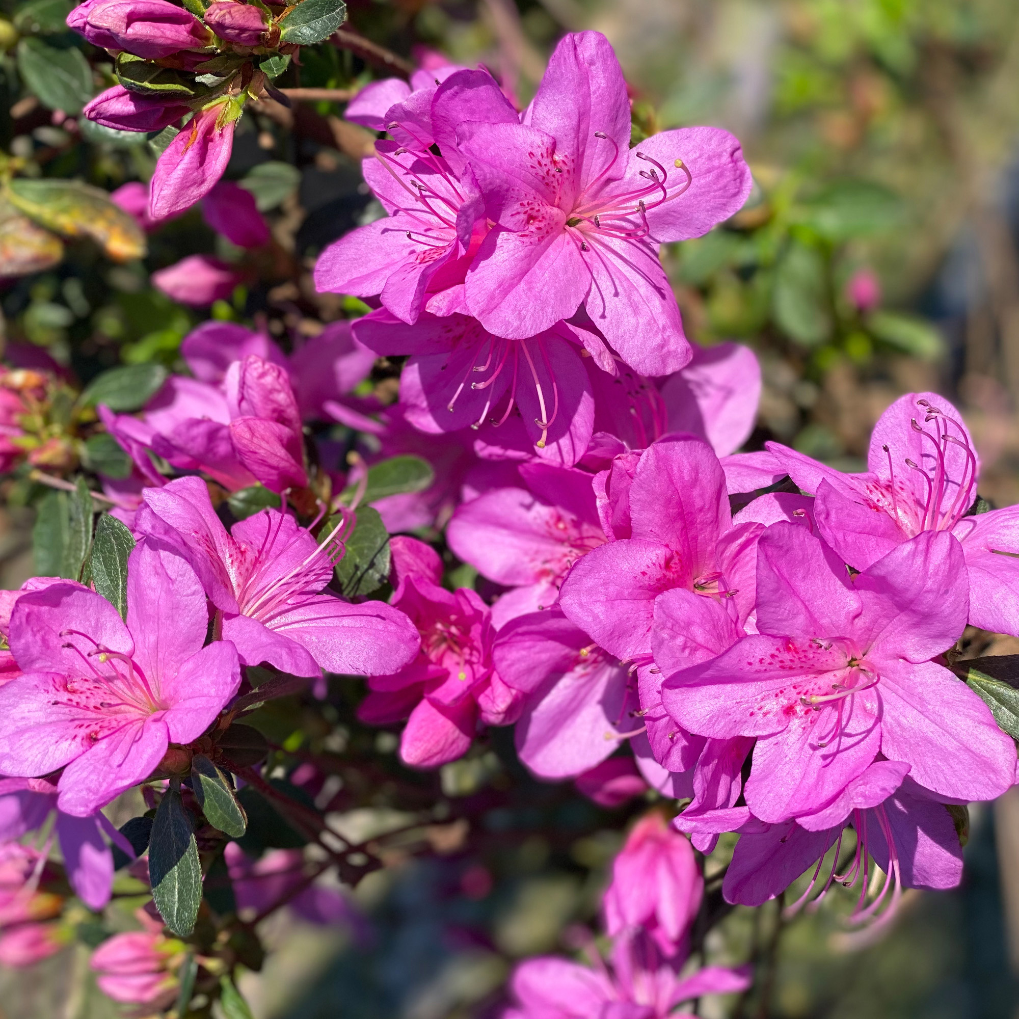 ⭐︎週末限定価格⭐︎Alexia Stam Trillium ピンク Swimwear | ALEXIA STAM