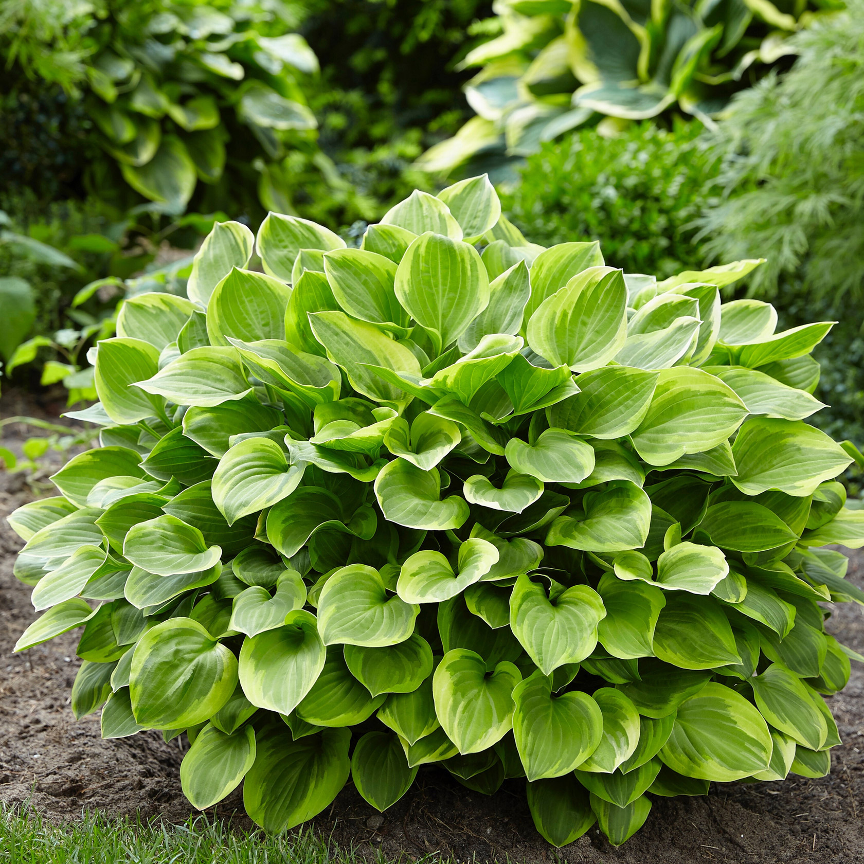 Enlarge Product Preview 15