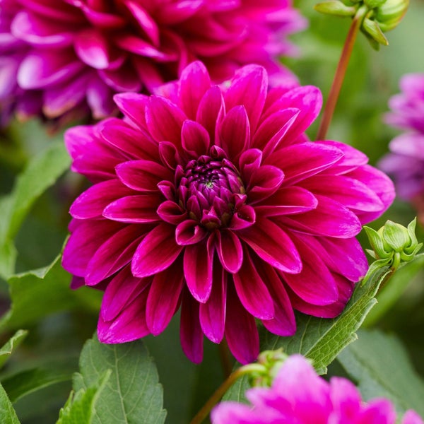 Longfield Gardens Dahlia Collections, 12-count | Costco Longfield Gardens Dahlia Collections, 12-count | Costco