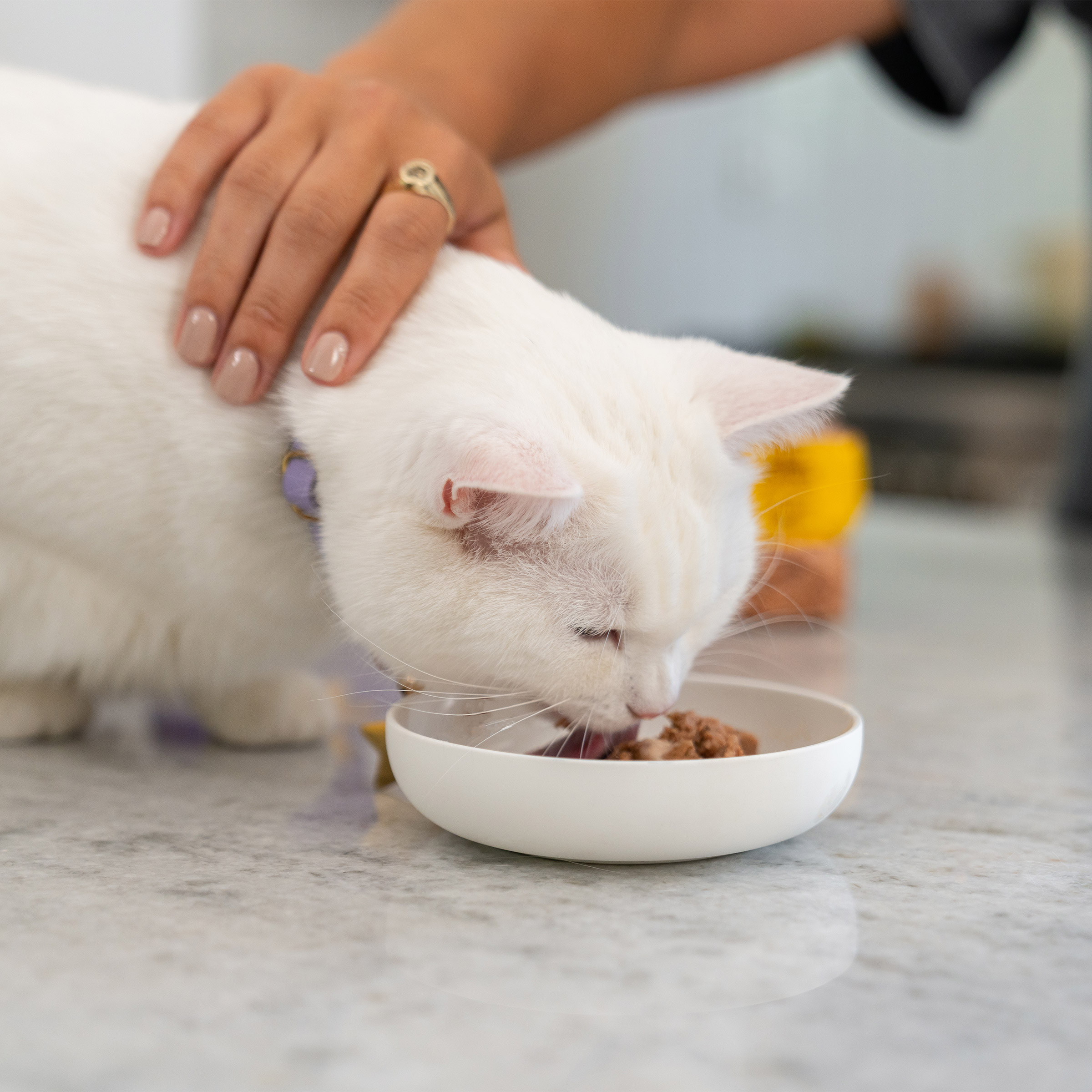 Enlarge Product Preview 7