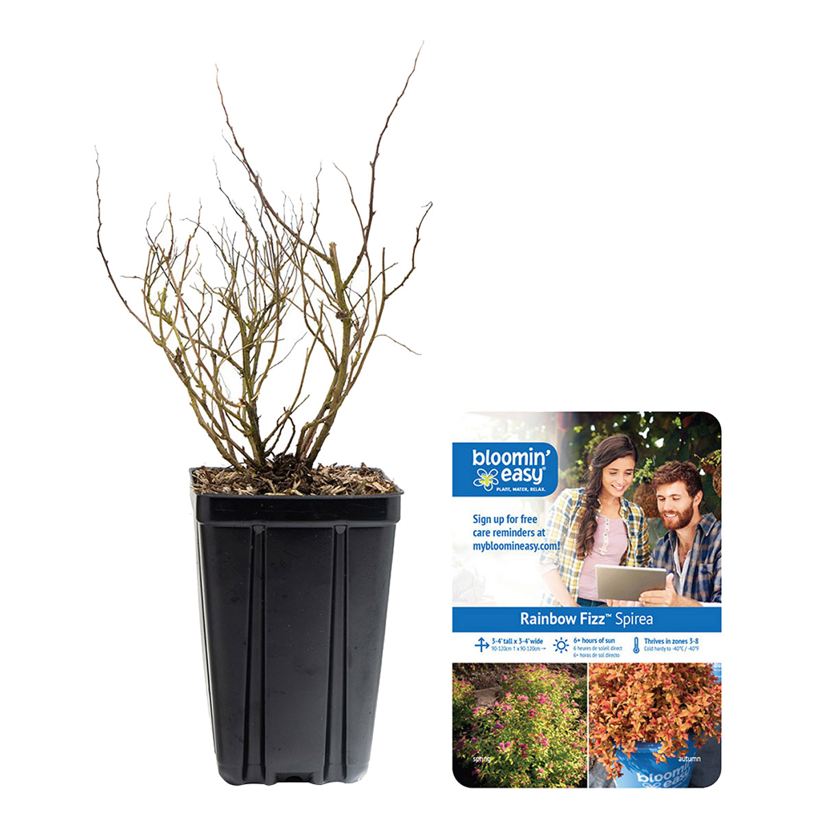 Bloomin Easy® by Van Zyverden Spireae 4