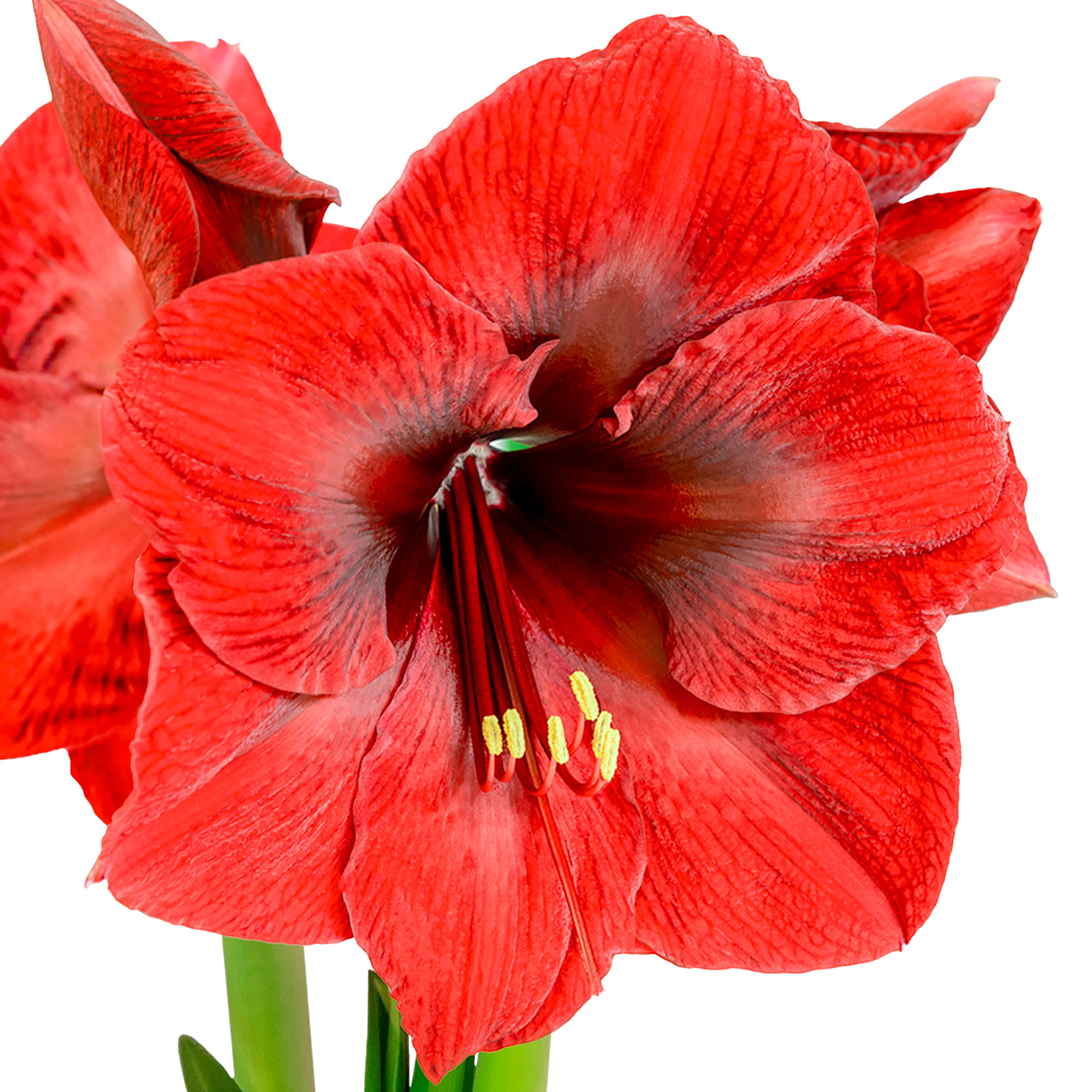 Longfield Gardens Red Amaryllis  4-bulbs