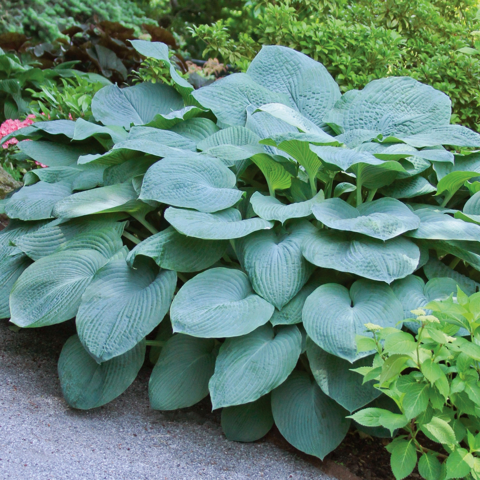 Enlarge Product Preview 6