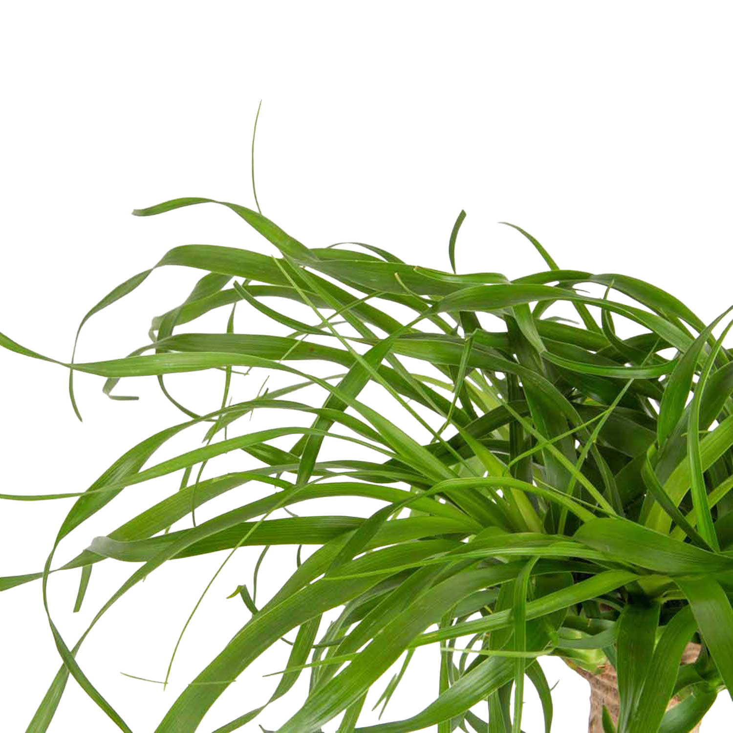 Enlarge Product Preview 4 Successfully Enriched by automation Job.