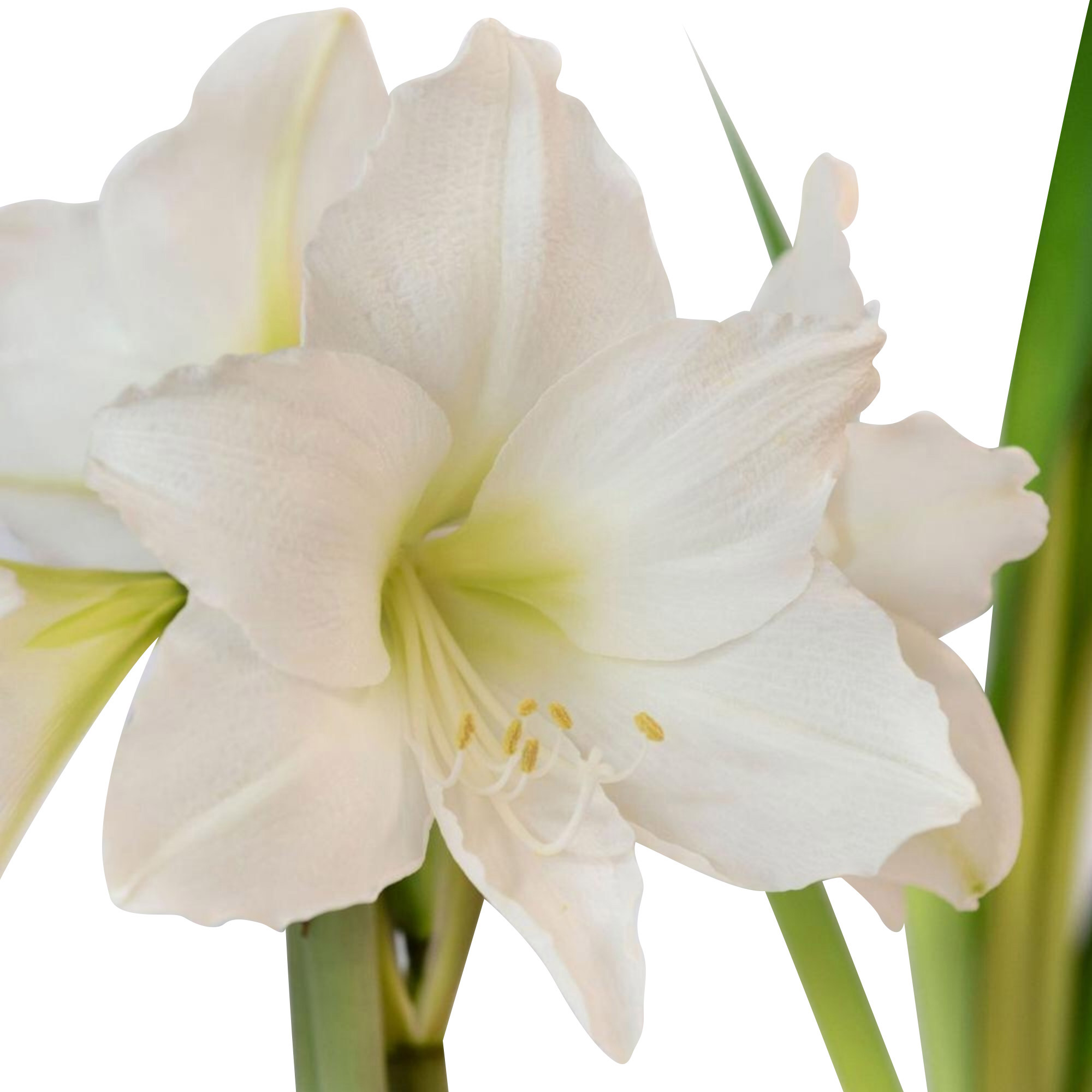 Enlarge Product Preview 3