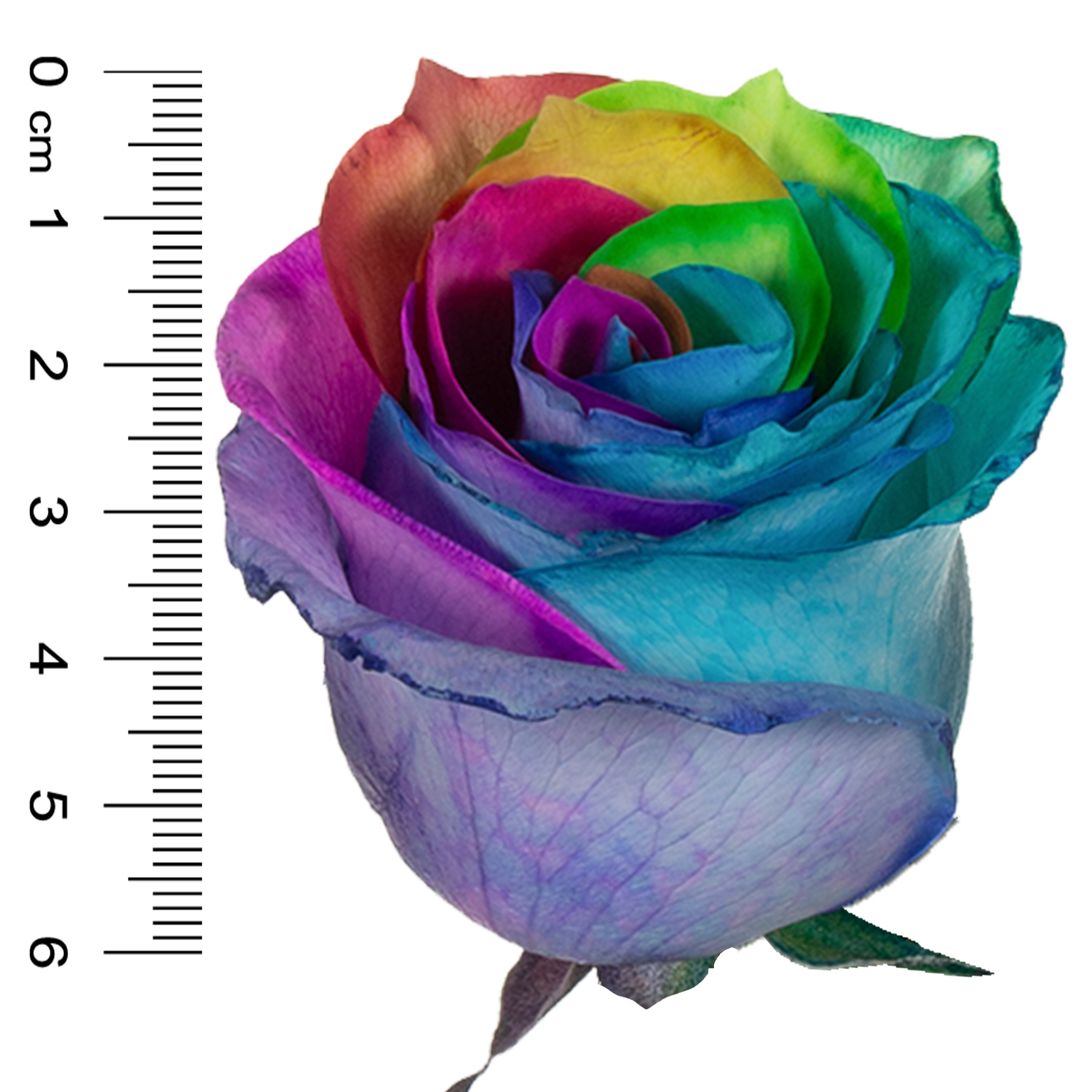 Enlarge Product Preview 5