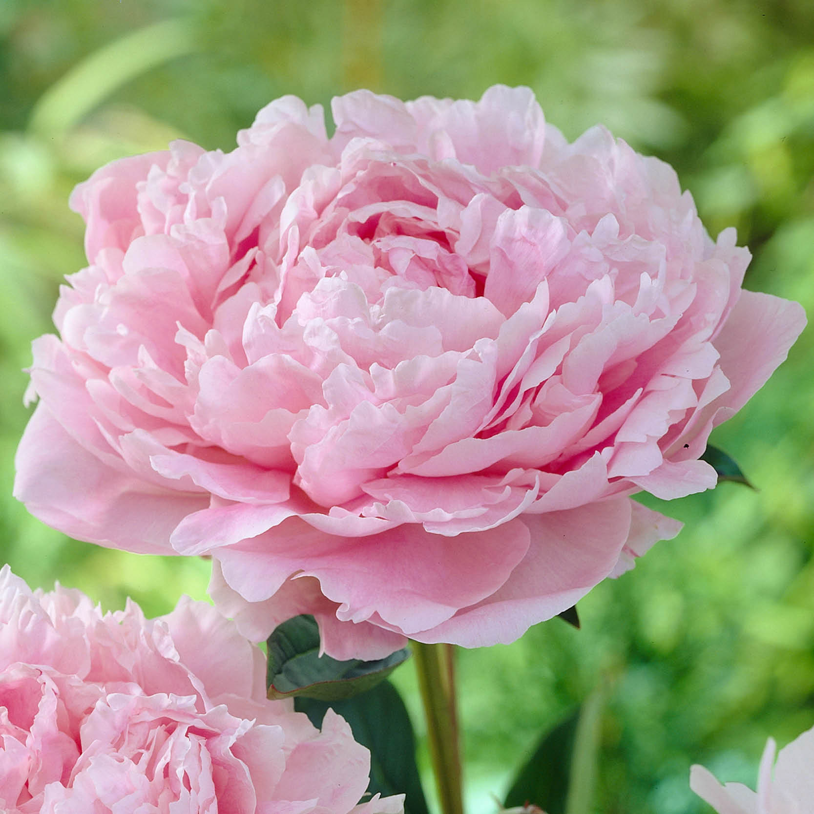 Enlarge Product Preview 2