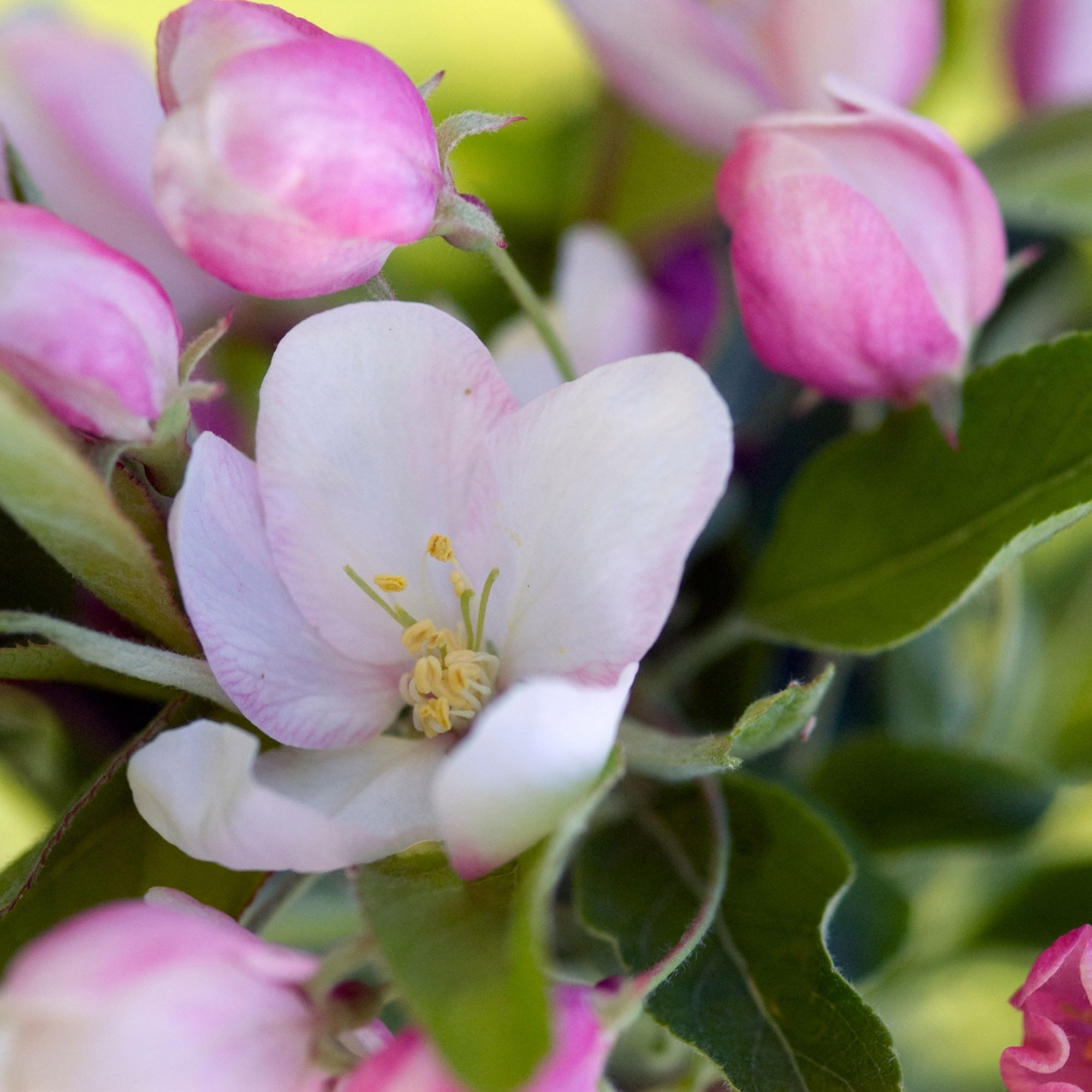 Enlarge Product Preview 4