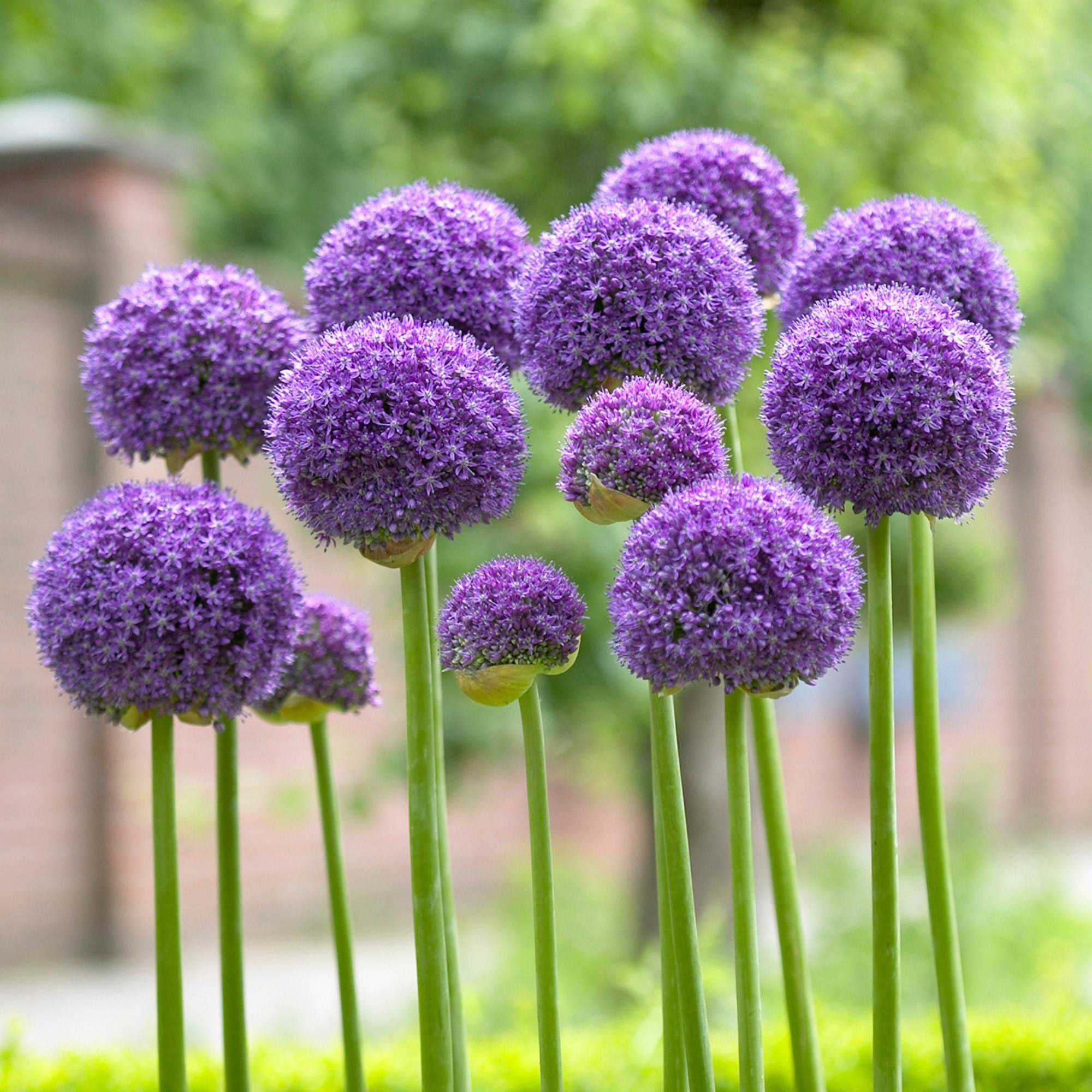 Pre-order Longfield Gardens Allium | Costco