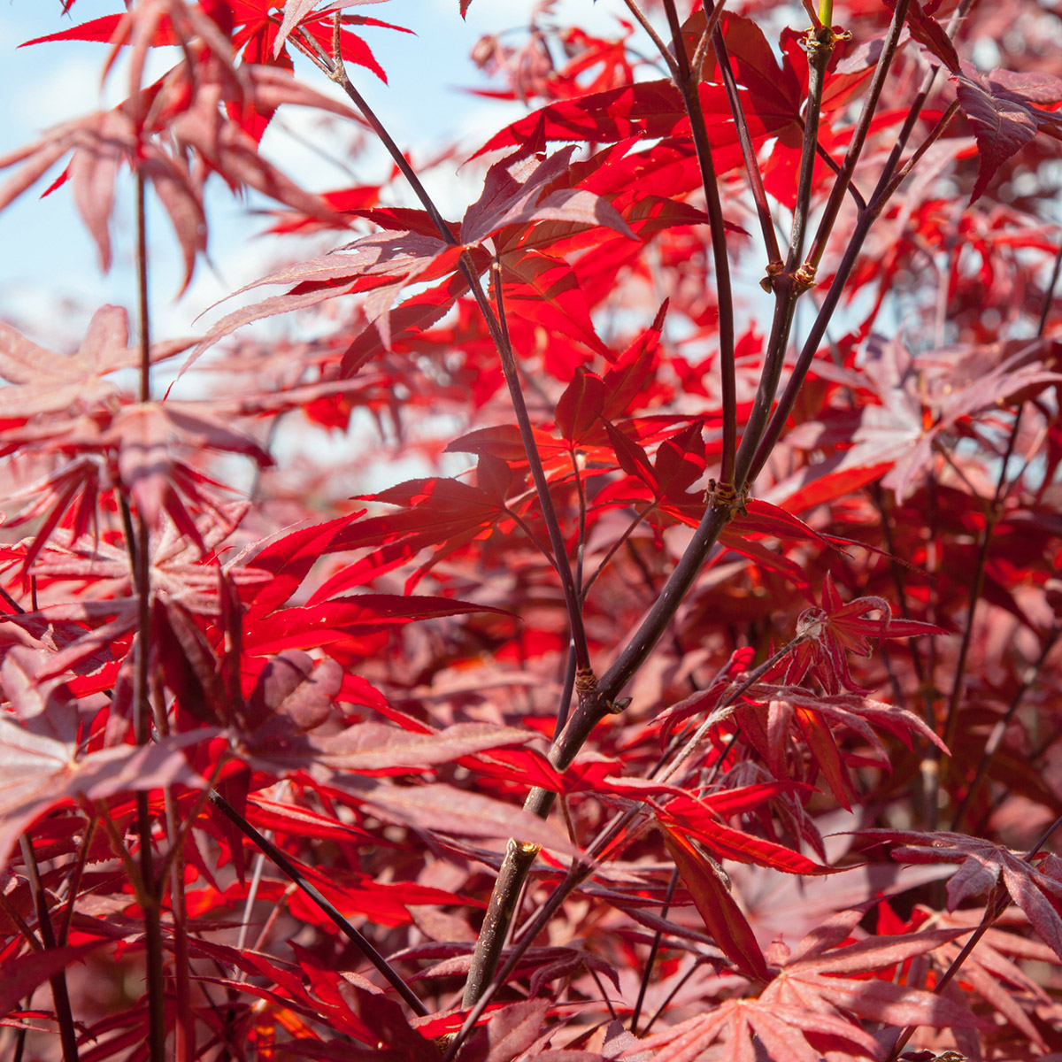 Enlarge Product Preview 4