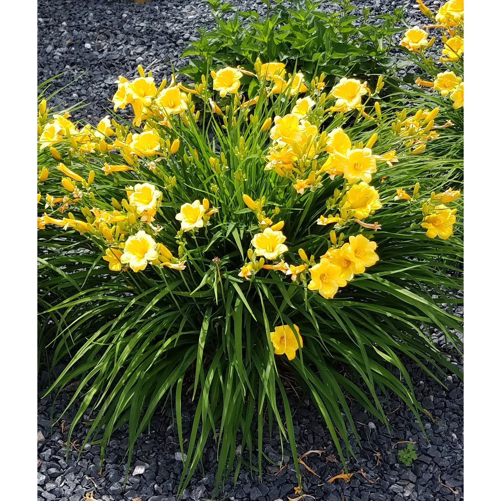 Enlarge Product Preview 7