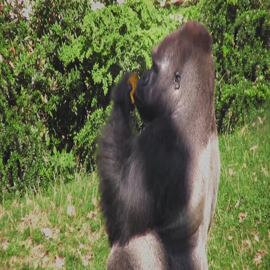 Play Product Video 1