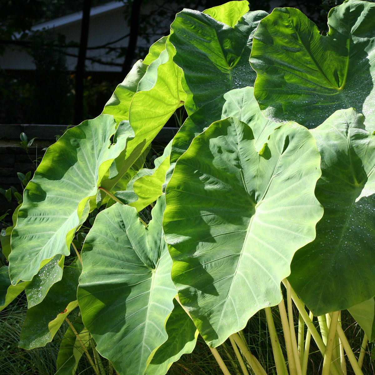 Enlarge Product Preview 3