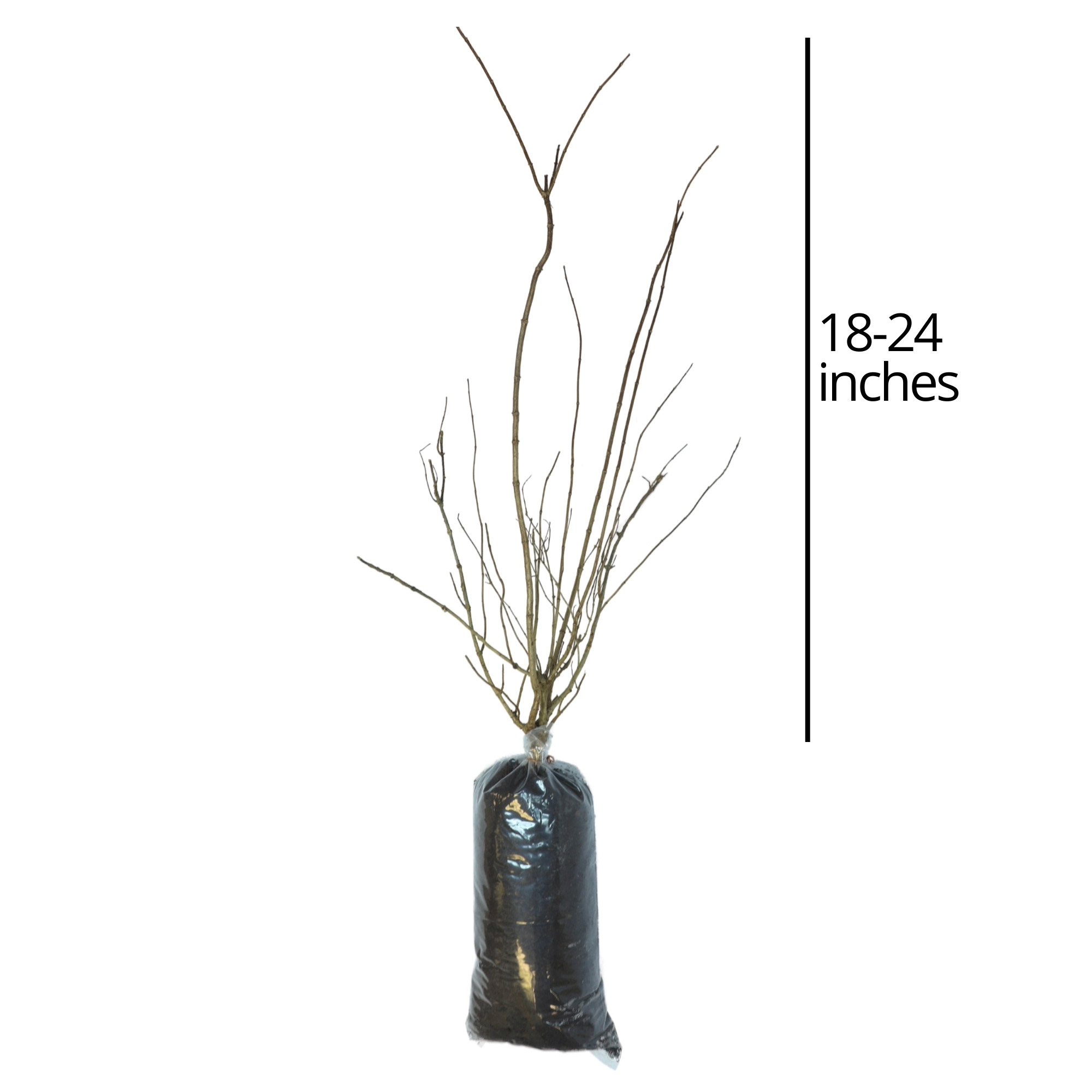 Enlarge Product Preview 4