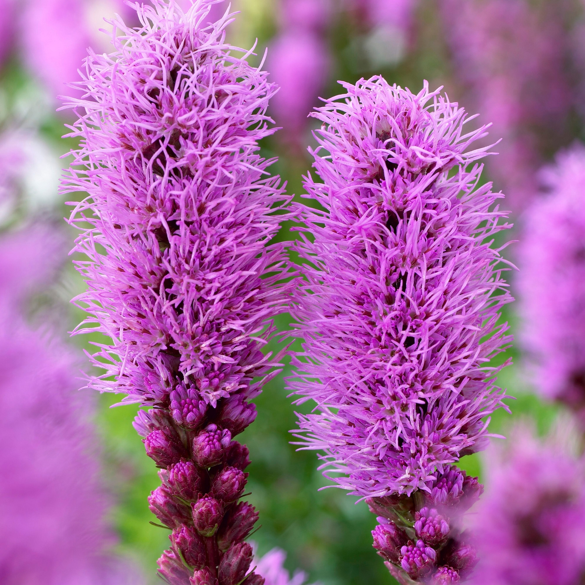 Enlarge Product Preview 2