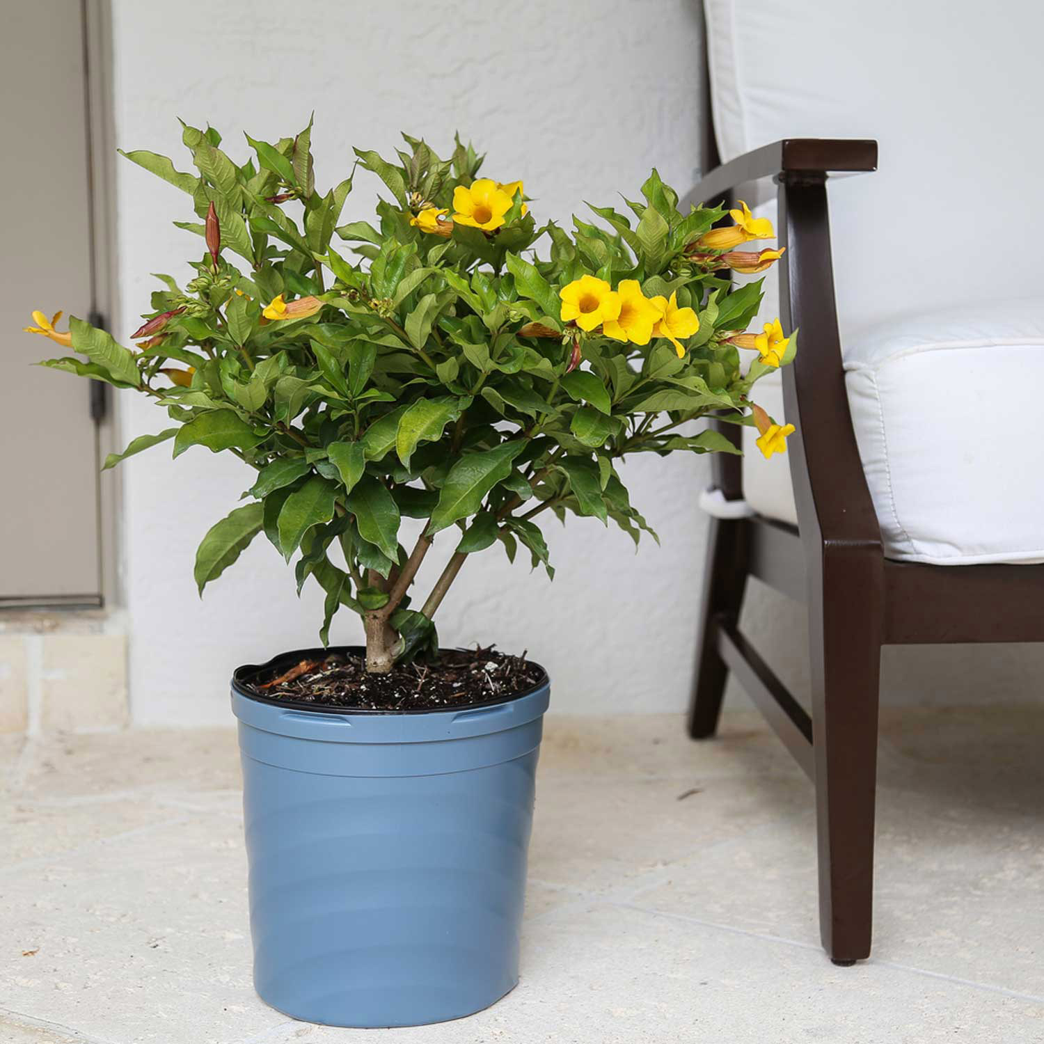 dracaena tree 7-10FT Dracaena Marginata Stump