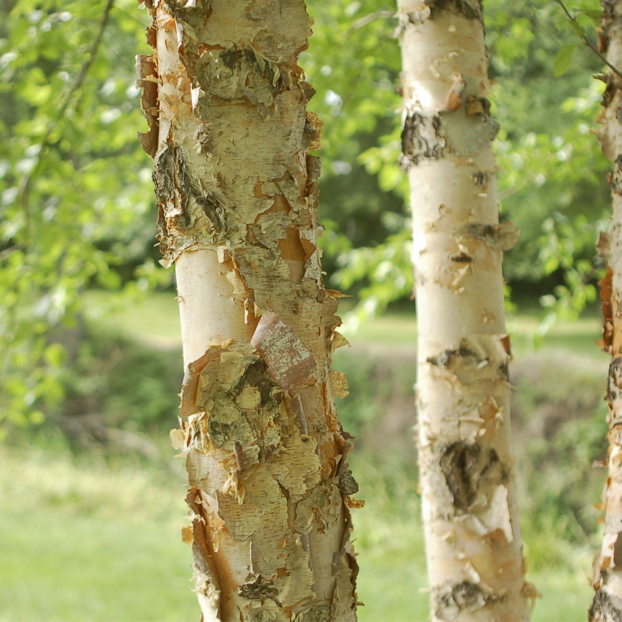 Enlarge Product Preview 3