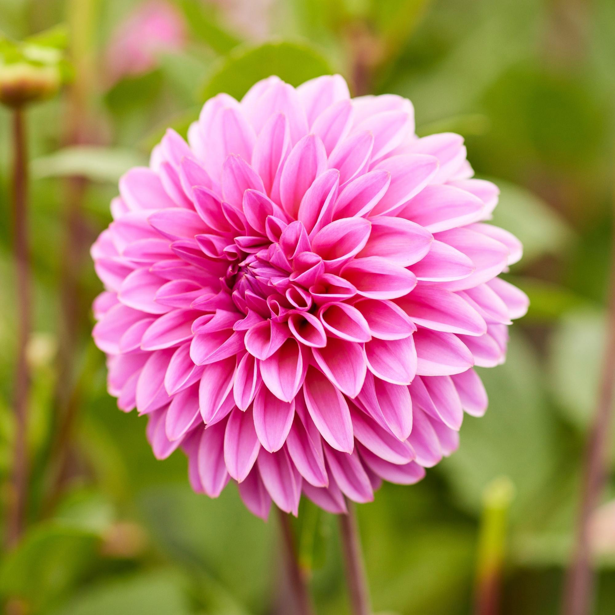 その他 DAHLIA Dahlia : Apple Blossom — ciderpress lane