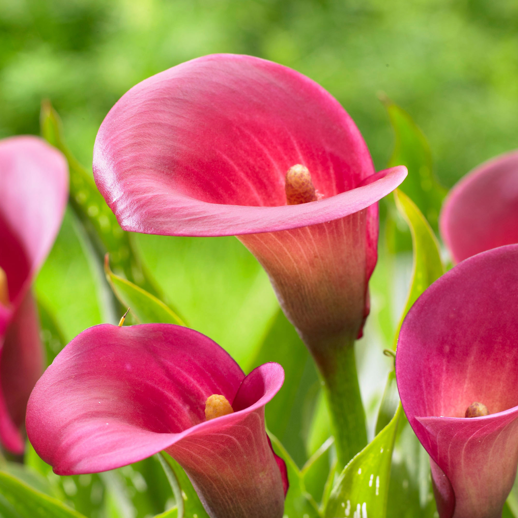 Longfield Gardens Sun Loving Collections - Thumbnail 2