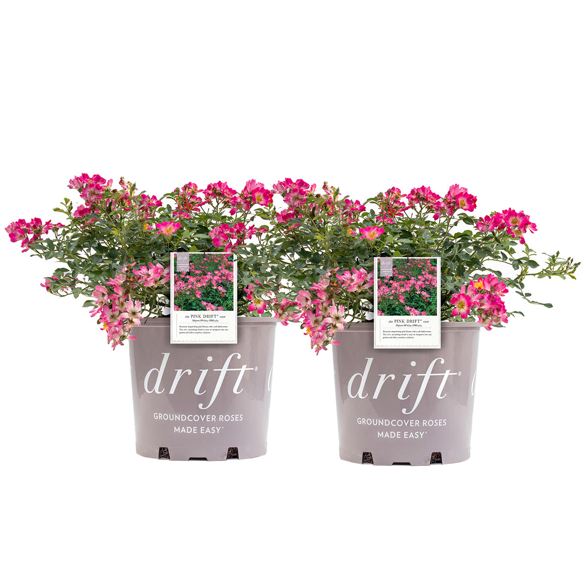 Desert Rose 本体 Drift Rose Bush 3 Gal., 2-pack | Costco