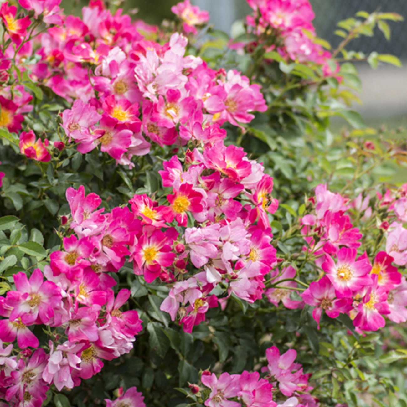 Enlarge Product Preview 3